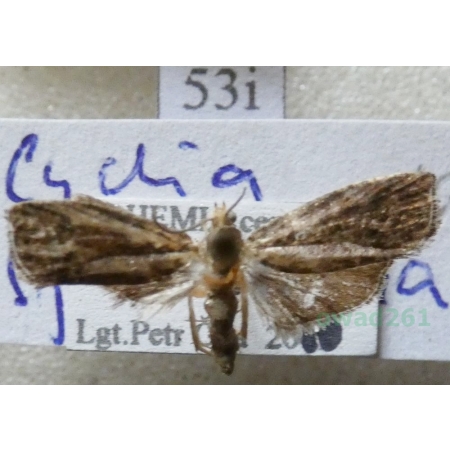 Cydia splendana (Hübner, 1799) Owocówka żołędziowianka Czech53i